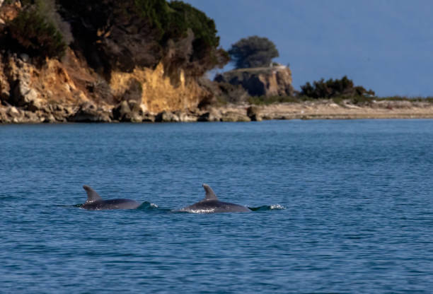 Bottle-nosed Dolphins in Amvrakikos Gulf, Greece
