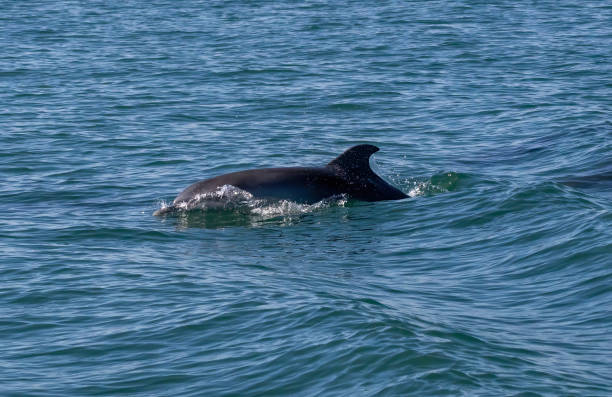 istock Bottle-nosed Dolphins in Amvrakikos Gulf, Greece 2187082405