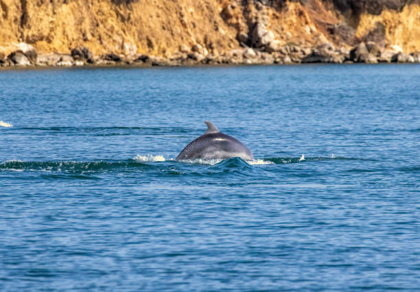 istock Bottle-nosed Dolphins in Amvrakikos Gulf, Greece 2187082449