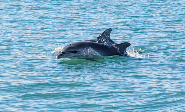 istock Bottle-nosed Dolphins in Amvrakikos Gulf, Greece 2187082563