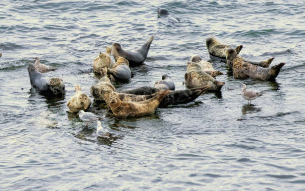 istock Gray Seal on the coast of UK 2187083295