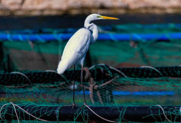 istock Great White Egret (Ardea alba) in a natural habitat 2187083349