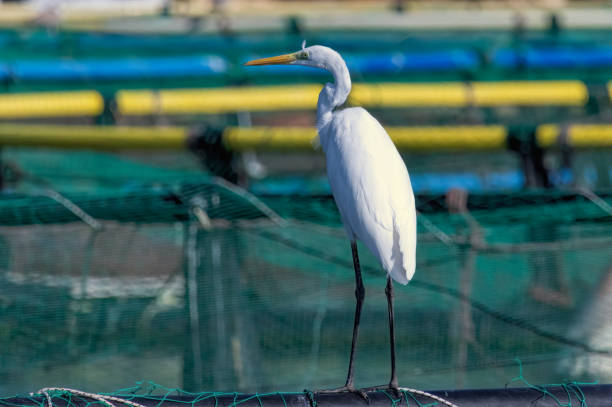 istock Great White Egret (Ardea alba) in a natural habitat 2187083357