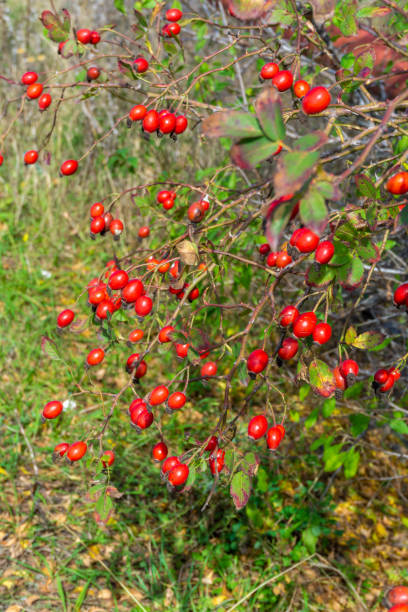 istock Red rose hips on a bush with green leaves. 2187083725