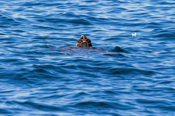 istock Sea turtle (Careta careta) in Amvrakikos Gulf, Greece 2187083768