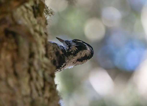 In spring a beautiful hairy woodpecker on a branch