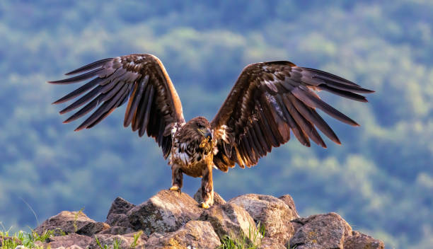 istock White-tailed Sea eagle sitting on feeding station 2187083833