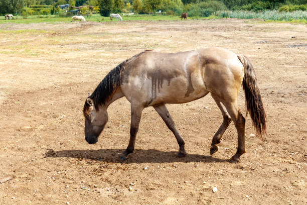 An old  wooden pony in front of a white and yellow galvanized steel wall.