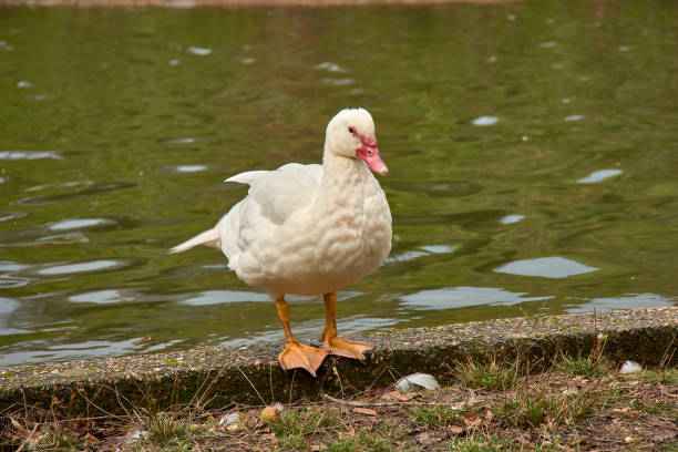 istock Beautiful white duck posing gracefully by the tranquil pond in nature 2187084355