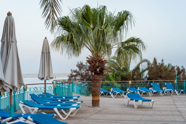 istock empty beach loungers under palm trees with no people 2187085086