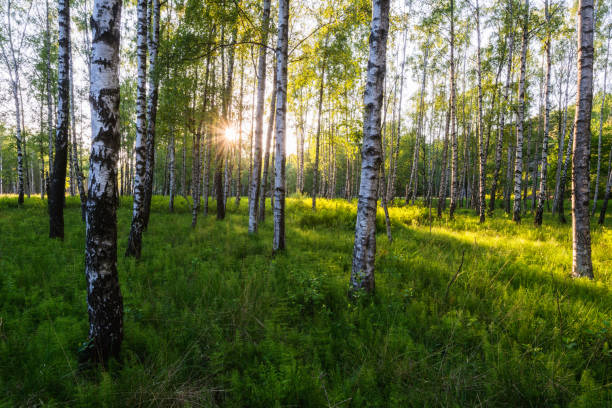 istock Sunlight through a forest of birch trees and green grass 2187085720