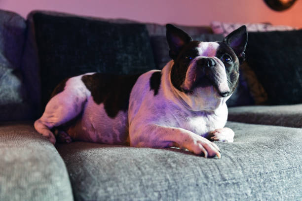 Close-up of a dog's muzzle on a bleached background, a purebred Boston Terrier. Copy space