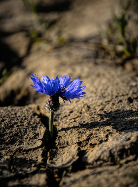 istock Cornflower blooming on dried cracked soil 2187087306