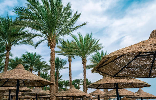 istock tall palm trees and wicker beach umbrellas in Egypt 2187087396