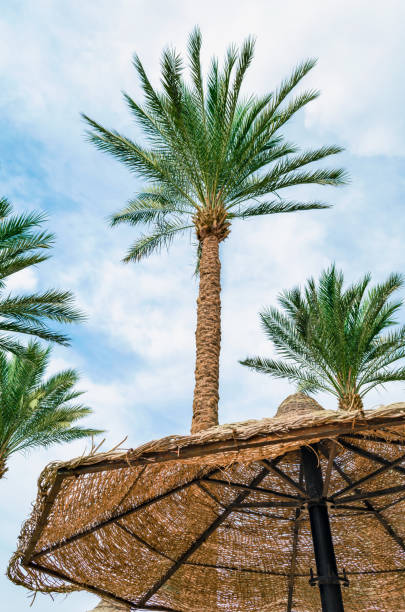 istock tall palm trees and wicker beach umbrellas in Egypt 2187087413