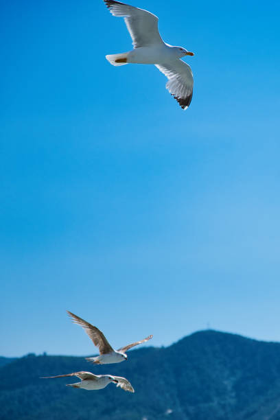 city photographs on the Izmir