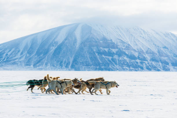 istock Husky dogs running on frozen sea pulling a sledge. 2187088149