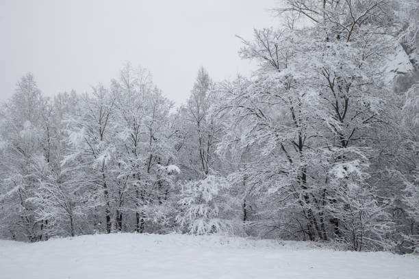 istock winter landscape - snow-covered deciduous trees in snowfall. natural forest 2187088456