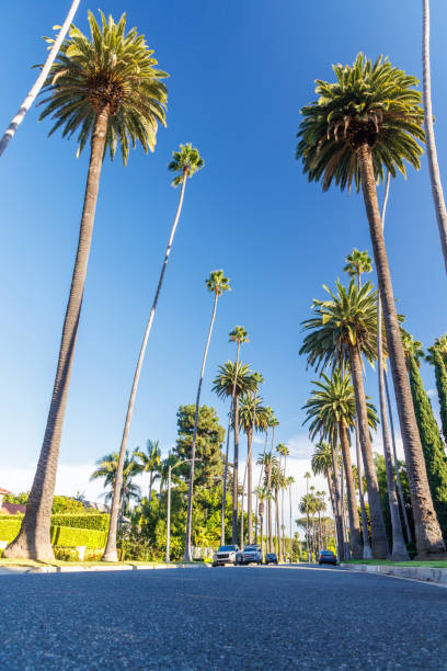 istock Iconic Beverly Hills street lined with towering palm trees under a bright sunny sky 2187089040