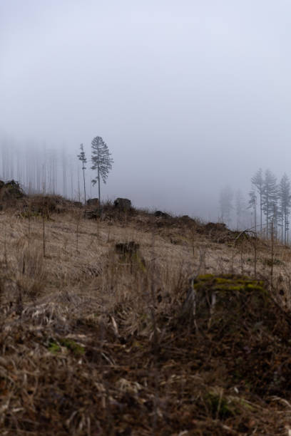 Nebliger Wald im Harz