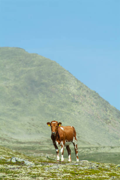 Cows are grazing on a lush green hill under a bright blue sky with scattered clouds.