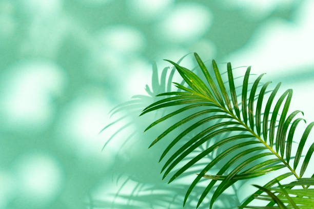 istock Tropical leaves palm tree on a mint background 2187091183