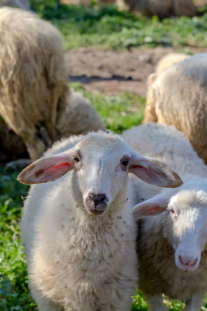 istock Sheep graze in a meadow close-up 2187091607
