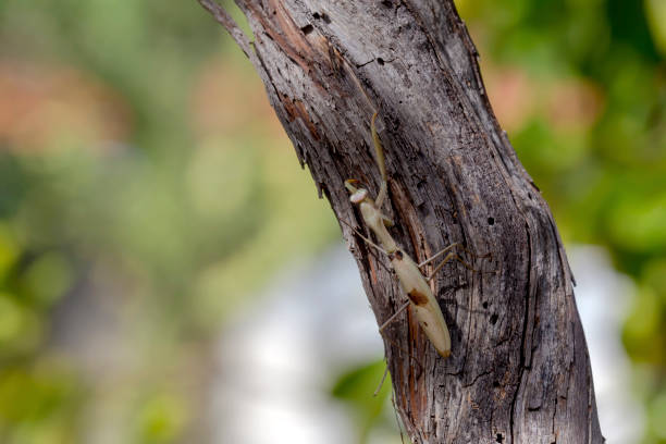 Female European Mantis or Praying Mantis, Mantis Religiosa. Green praying mantis. Close up