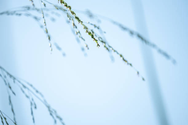 Closeup tiny grass flower petals falling from stalk during wind is breezing over the garden in the evening of rainy season in garden, Northern Thailand