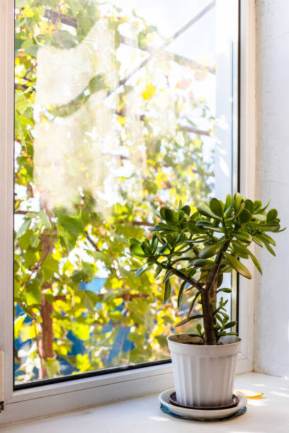 istock houseplant on window sill on sunny autumn day 2187094164