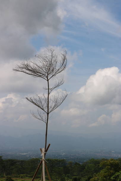 A drying tree in the sky against a city view in the distance