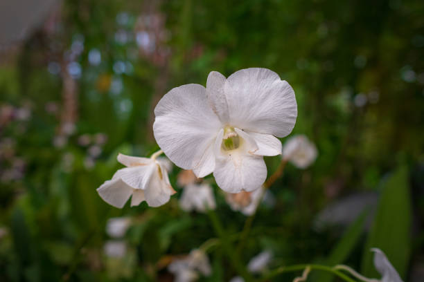 close up selective focus of beautiful white orchid or whiteyellow orchid or yellow orchid or Phalaenopsis or cymbidium with blurred background of garden