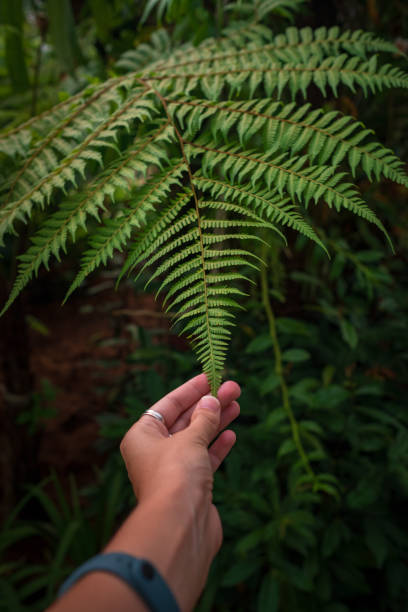 istock walk in Perdana Botanical Garden, Kuala Lumpur , Malaysia 2187095391