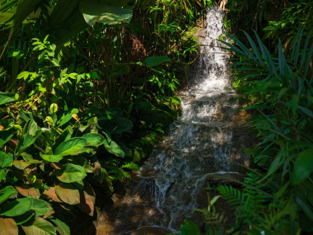istock walk in Perdana Botanical Garden, Kuala Lumpur , Malaysia 2187095501