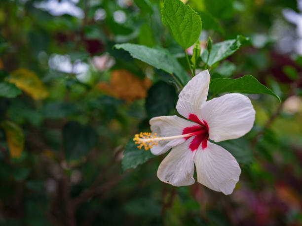 istock walk in Perdana Botanical Garden, Kuala Lumpur , Malaysia 2187095562