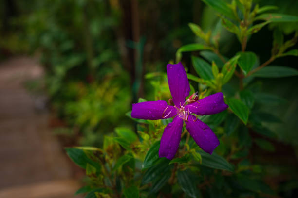 walk in Perdana Botanical Garden, Lush greenery and exotic plants in the Kuala Lumpur Botanical Garden, offering serene escape into nature with vibrant flowers, towering trees, and tranquil paths.
