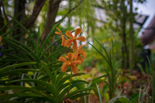 Stunning orchids in full bloom take center stage at the Kuala Lumpur Botanical Garden, showcasing vibrant colors, intricate details, and natural elegance in a lush tropical setting.