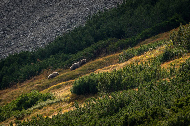 istock A female bear with cubs grazing on blueberries in a mountain environment with dwarf pine trees in the High Tatras in Slovakia 2187095878
