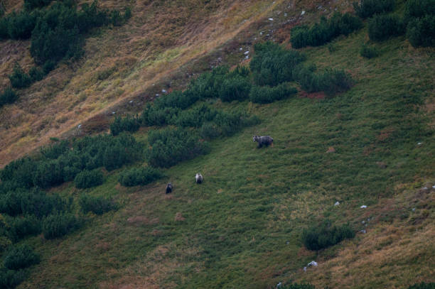 A female bear with cubs grazing on blueberries in a mountain environment with dwarf pine trees in the High Tatras in Slovakia.