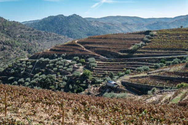 istock Rural landscape with some vineyards on an autumn day 2187096119