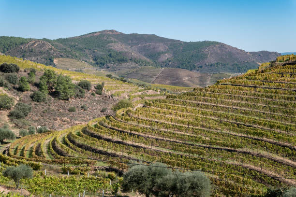 istock Between mountains vineyards on the slopes 2187096369