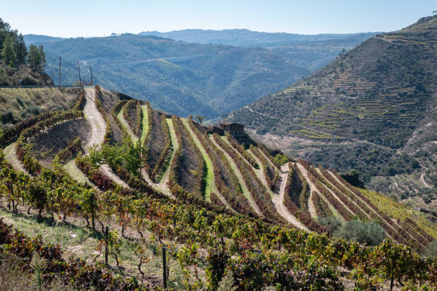 istock Typical autumn colors in the mountains with vineyards 2187096530