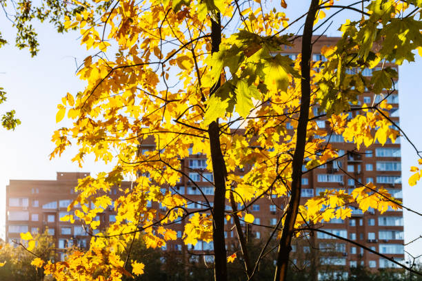 yellow leaves of maple tree illuminated by sun and modern high-rise apartment building in background on sunny autumn day