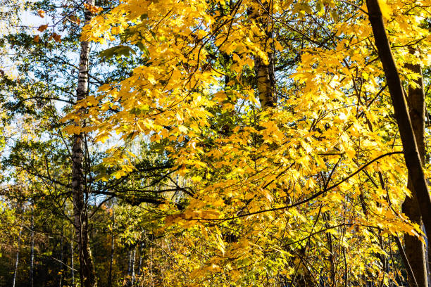 yellow leaves of maple tree illuminated by sun in city park on sunny autumn day