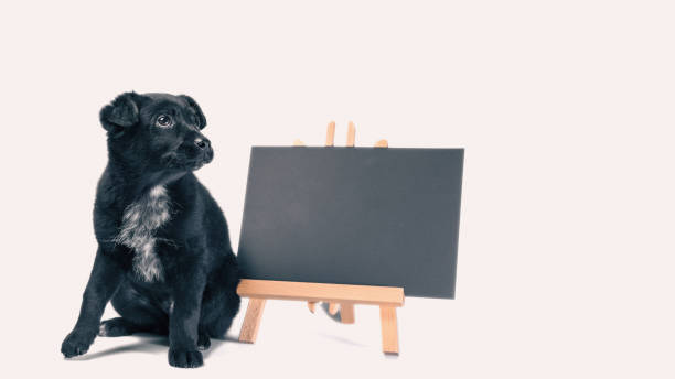 istock black puppy next to a chalk board with an inscription  adopt me 2187097117