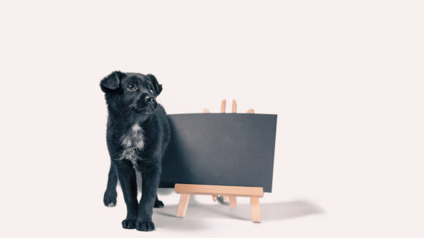 istock black puppy next to a blank chalk board 2187097121