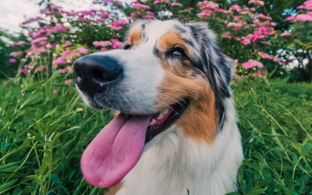 istock purebred australian shepherd dog for a walk in the park 2187097483
