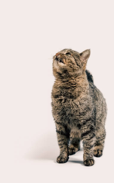 istock gray cat looks up closeup 2187097712