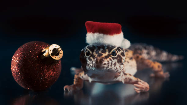 istock lizard eublefar in a Santa hat on a black background with a small red Christmas ball 2187097734