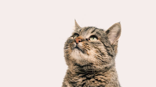 istock gray cat looks up closeup 2187097749